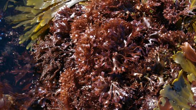 Rotalge braune Algen