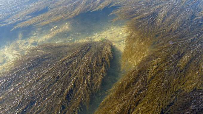 Der nicht-heimische Japanische Beerentang bildet unter Wasser großflächige Wälder aus, die von heimischen Arten intensiv als Lebensraum genutzt werden. Bild: Christian Buschbaum Beerentang unter Wasser