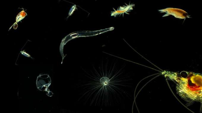 Biodiversität Plankton Plankton