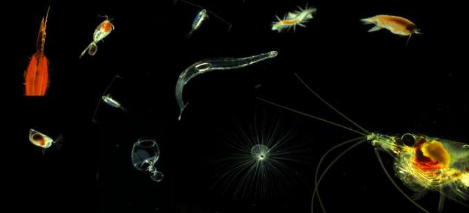 Biodiversität Plankton Plankton