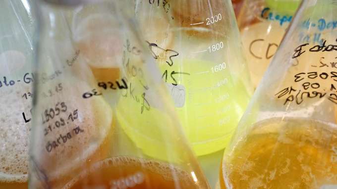 Biodiversität Biotechnologie Chemielabor Kolben