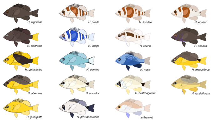 Die Dörfer (Hypoplectrus spp), eine Gruppe von bunten Rifffischen aus der weiteren Karibik.  Übersichtsgrafik bunte Riff-Fische