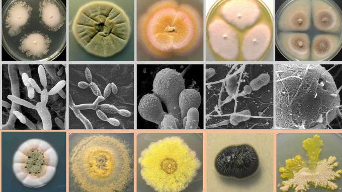 Zusammenstellung Diversität mariner Pilze