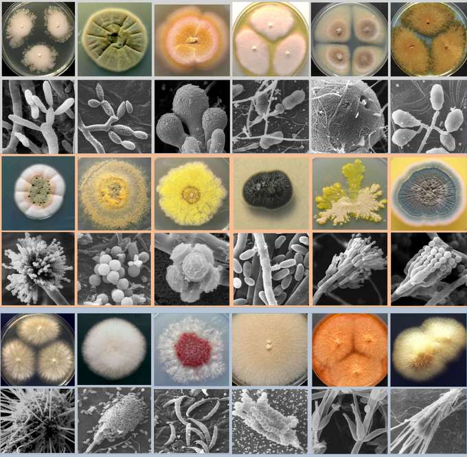 Diversität mariner Pilze: Dargestellt sind die unterschiedlichen Wuchsformen der Pilze auf Nährmedium im Labor sowie die entsprechenden Zellformen, die nur mit dem Rasterelektronenmikroskop zu erkennen sind. Zusammenstellung Diversität mariner Pilze