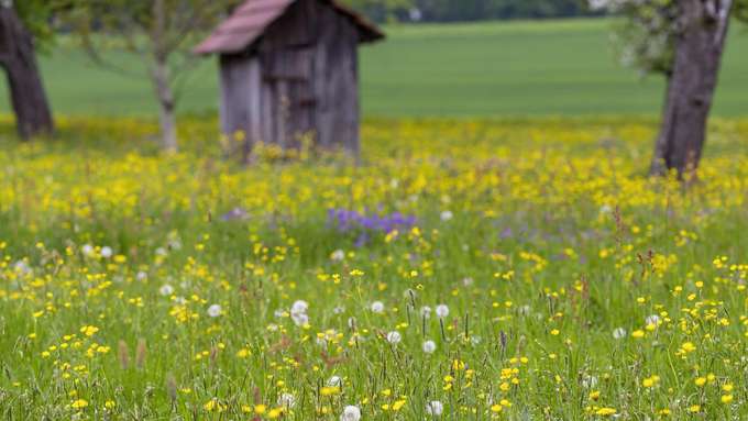 Blumenwiese Obstbäume