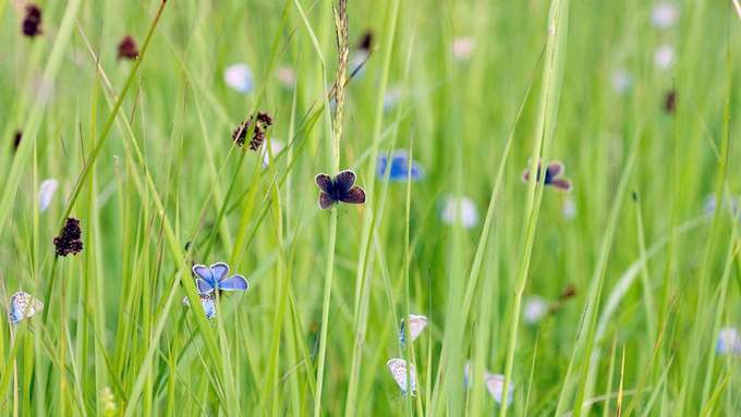 Biodiversität von Grasland viele Schmetterlinge an Grashalmen
