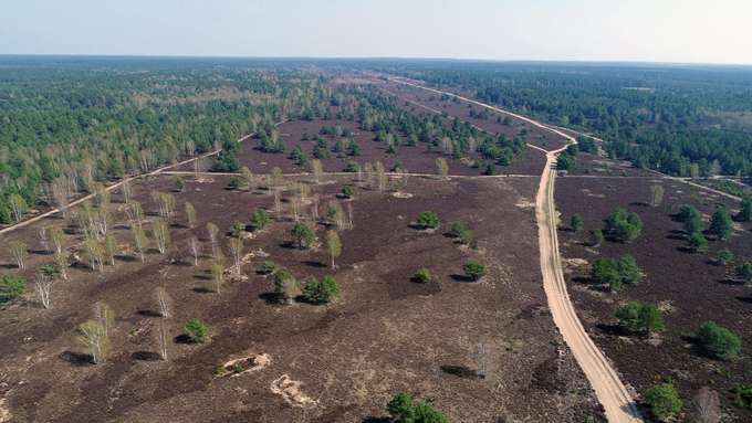 Biodiversität Luftaufnahme freie Fläche in Wald