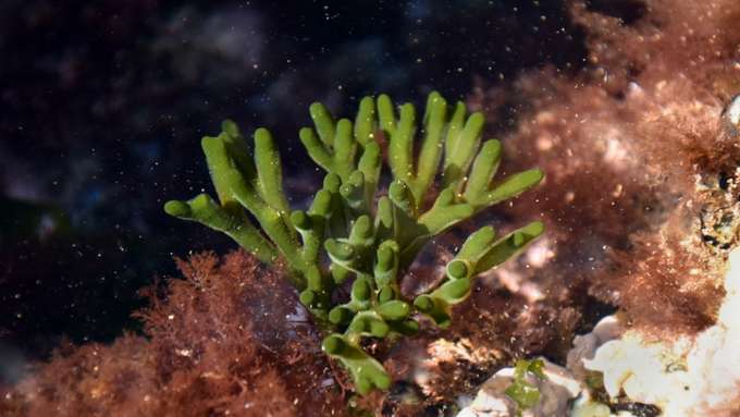 Grünalge  Grünalge