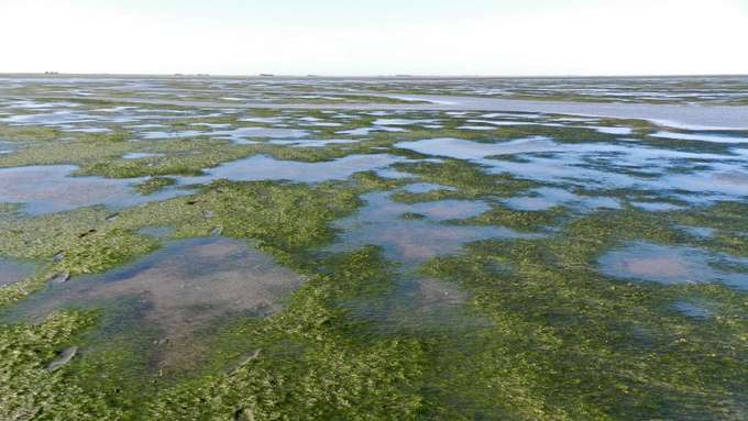 Seegräser treten in Gemeinschaft auf und können große Wiese ausbilden, so wie hier im Nordfriesischen Wattenmeer bei der Insel Föhr.