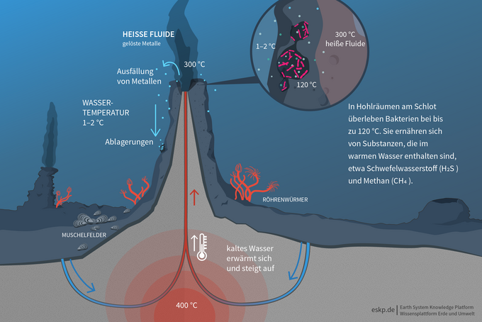 Schwarze Raucher beherbergen eine Fülle von Leben: Es gibt viele Einzeller, die aus aufsteigendem Methan und Schwefelwasserstoff ihre Energie gewinnen. Schematische Zeichnung Schwarze Raucher