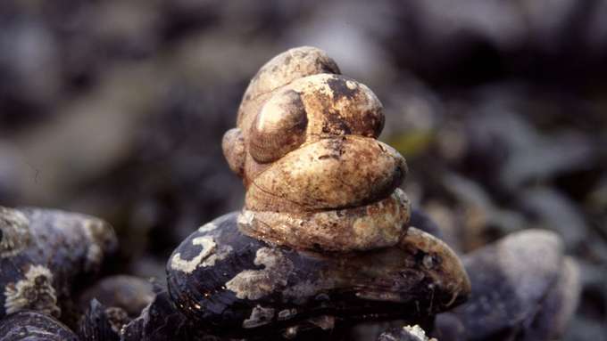 Amerikanische Pantoffelschnecken (hier als Kette mehrerer Tiere angeheftet an eine Miesmuschel) konnten mit wärmeren Wassertemperaturen ihre Bestände stark erhöhen. Bild: Christian Buschbaum Pantoffelschnecke