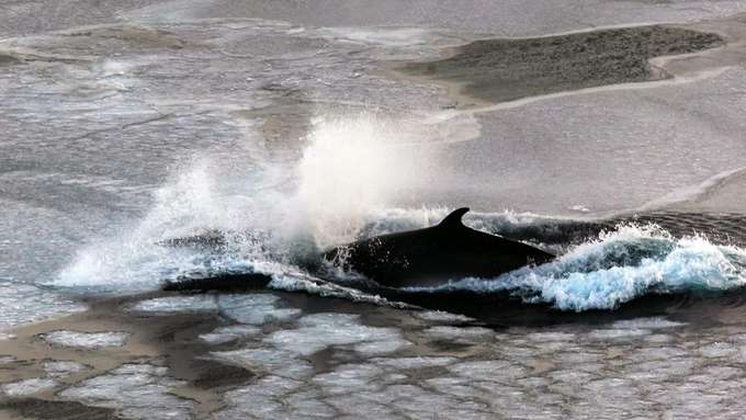 marine Biodiversität Wal im Meer, Eisschollen