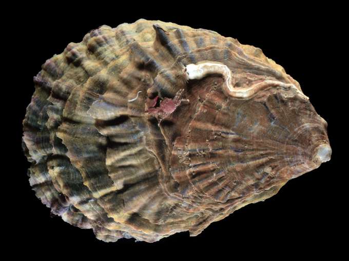 Europäische Auster Foto: AWI/Solvin Zankl Großaufnahme Europäische Auster