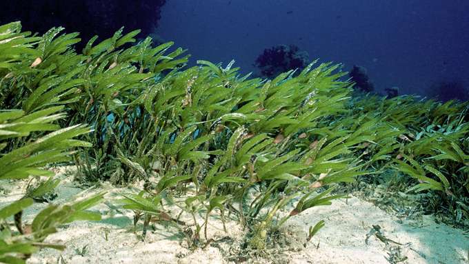 marine Biodiversität Seegras Unterwasseraufnahme