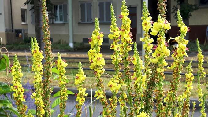 Biodiversität in der Stadt Blumen am Straßenrand
