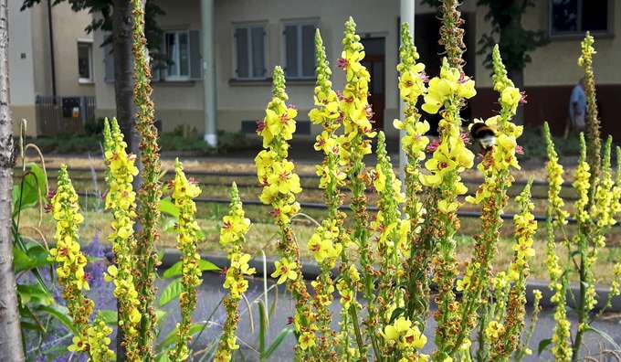 Biodiversität In Städten « Verstädterung Und Biodiversität ...