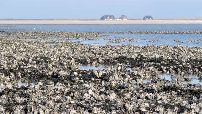 An der Nordseeküste bestimmen Riffe eingeschleppter Pazifischer Austern großflächig das Wattbild. Sie sind Nutznießer des Klimawandels. Foto: Christian Buschbaum Austernbank