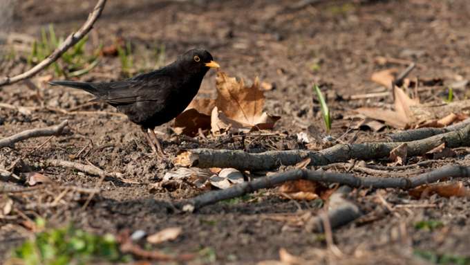 Amseln singen in Städten bis zu fünf Stunden früher als ihre Artgenossen auf dem Land