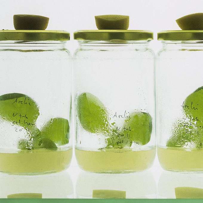 Biodiversität von Pflanzen Pflanzen im Glas - Labor