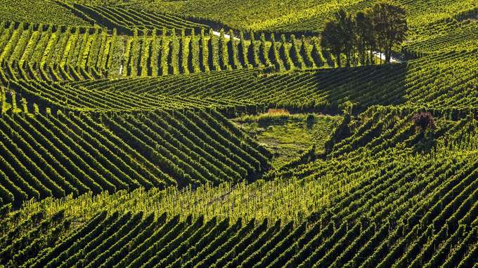 Biodiversität Weinanbau Blick auf Weinreben