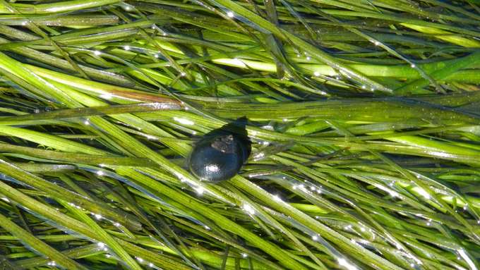 Blätter der Seegraspflanzen