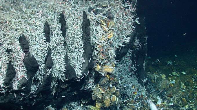 Rohstoffe in der Tiefsee Shrimp at Logatche Geomar