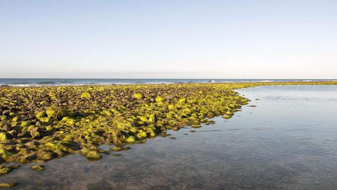 Biodiversität Nitrateintrag ins Meer mit Algen bewachsene Steine an Küste