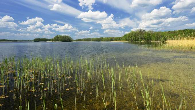 Biodiversität und Wasserqualität Blick auf See, Schilf am Ufer