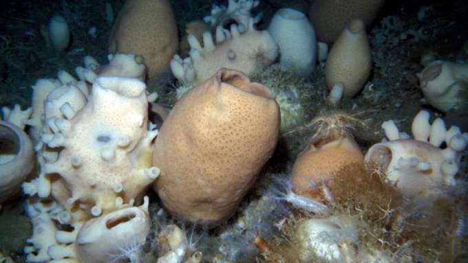 Marine Biodiversität Besiedlung Glasschwamm am Meeresboden