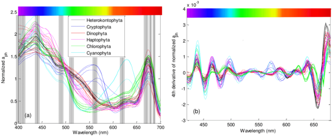 Beispiele von Absorptionsspektren für verschiedene Phytoplanktongruppen (links) und mit den entsprechenden Spektren der vierten Ableitung (rechts). Diagramm