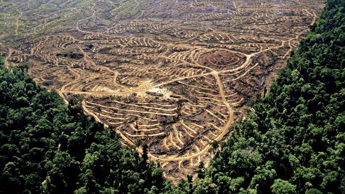 Biodiversität Verlust Luftbild Abholzung Wald