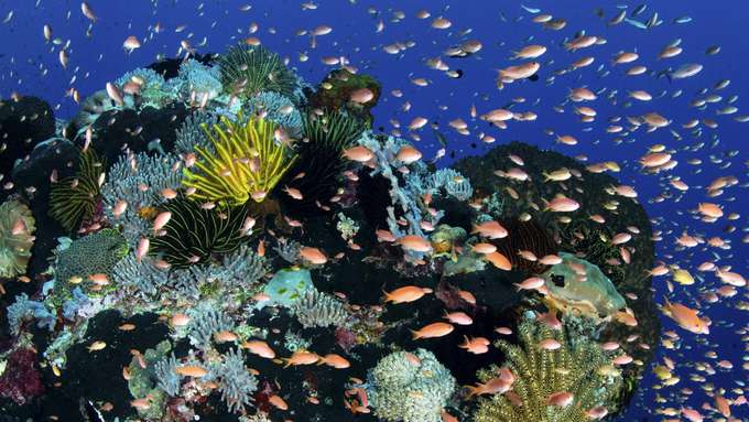 marine Biodiversität Fischschwarm im Korallenriff