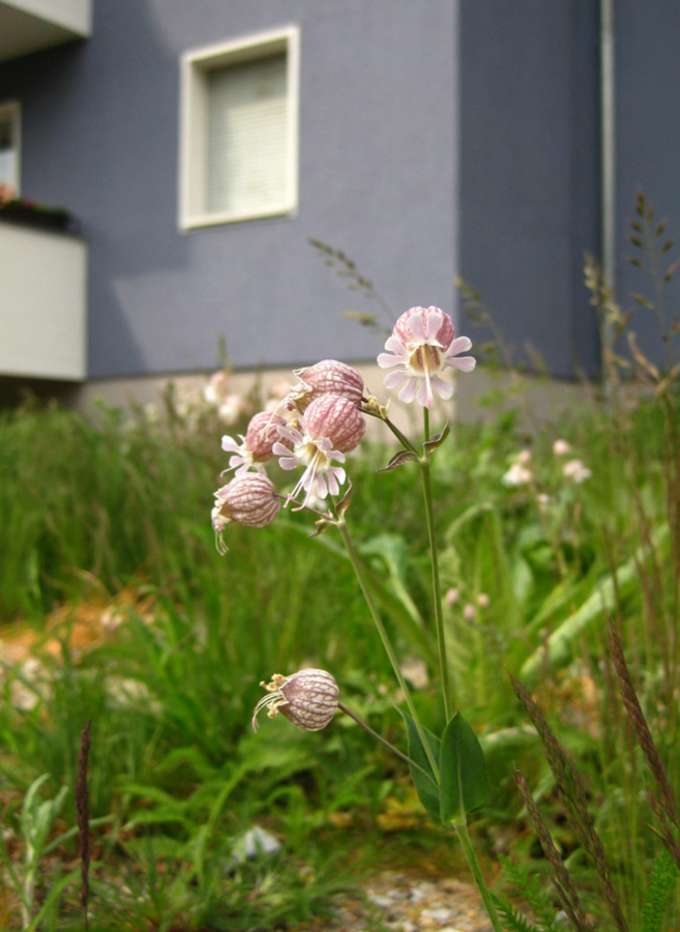 Wohnumfeld mit naturnah gestalteten Flächen. Foto: Sonja Knapp Wildblumenwiese vor Haus