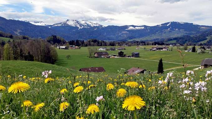 Alpenwiese im Hintergrund Berge