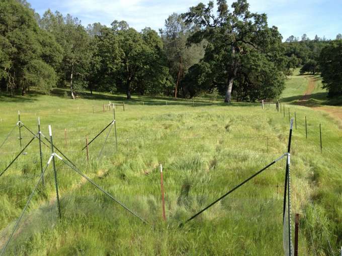 Ökosystem Grasland: In Versuchen wird die Beziehung zwischen Boden und Pflanzengemeinschaften untersucht. Versuchsfeld Grasland