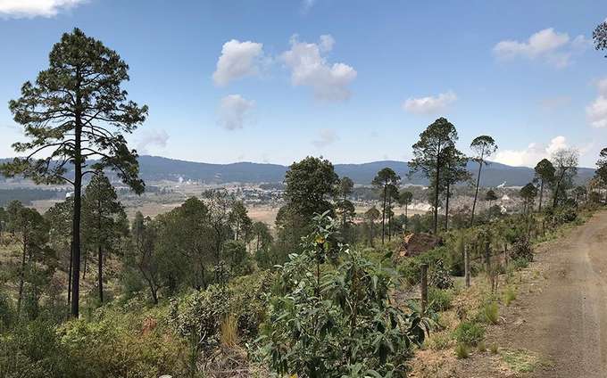 Landschaft mit Bäumen