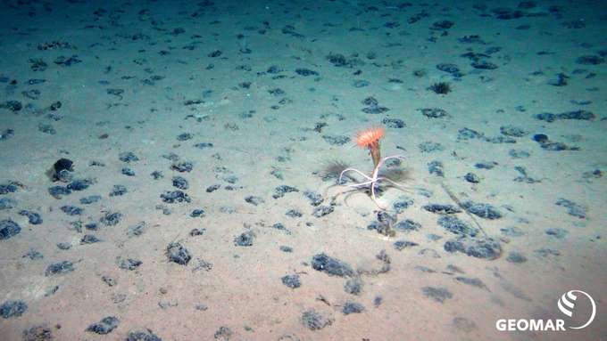 Rohstoffe Tiefsee Unterwasseraufnahme Fauna Manganknollenfeld Seeanemone Schlangenstern Geomar