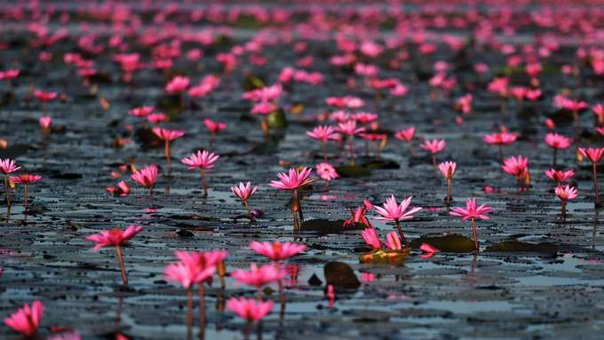 Biodiversität und Ethik blühende Wasserlilien