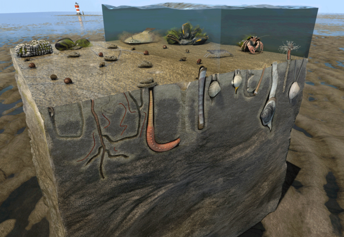 Grafik Schnitt durchs Watt