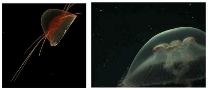 Beispielbilder eines Video-Plankton-Recorders von zwei Medusen Medusa