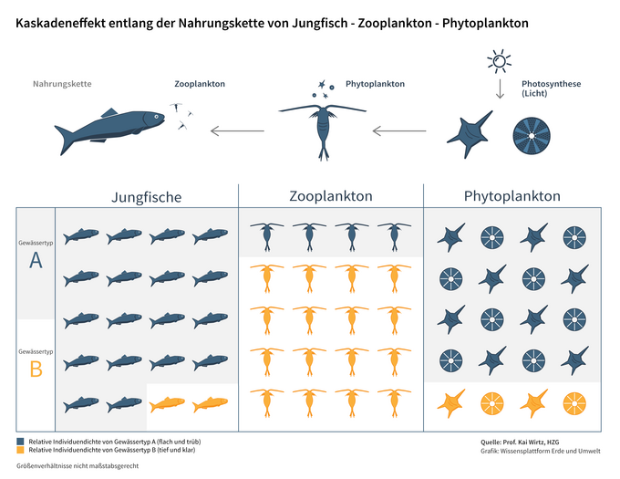 Darstellung der Nahrungskette von Fisch-Plankton