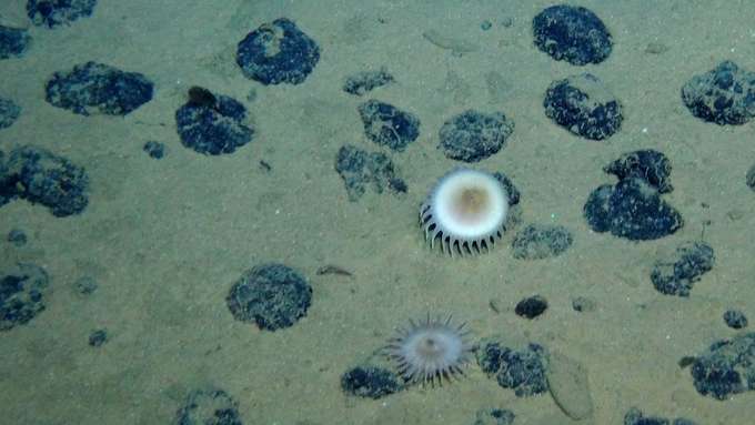 Rohstoffe in der Tiefsee - Manganknollen am Meeresgrund Aufnahme GEOMAR