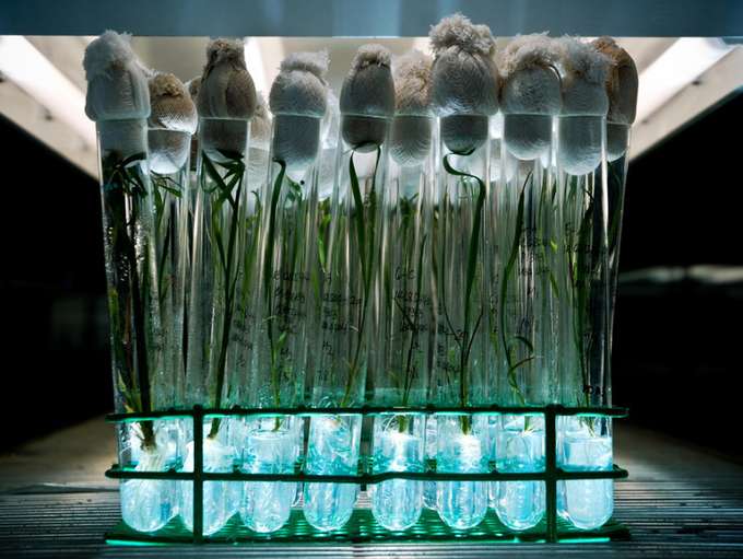 Smart breeding: Reis züchten im Labor. Reispflanzen im Reagenzglas - Laborarbeit