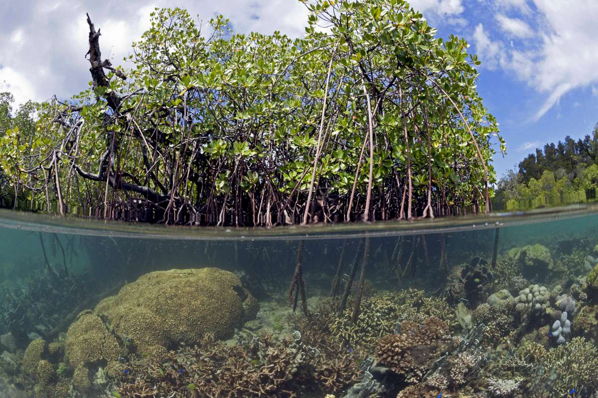 Foto Mangroven über und unter Wasser