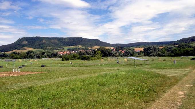 Untersuchungsflächen des Jena-Experiments grüne Wiese