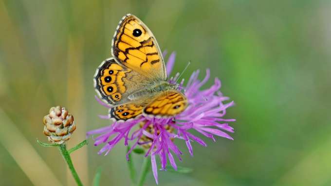 Mauerfuchs (Lasiommata megera) Schmetterling auf Blüte