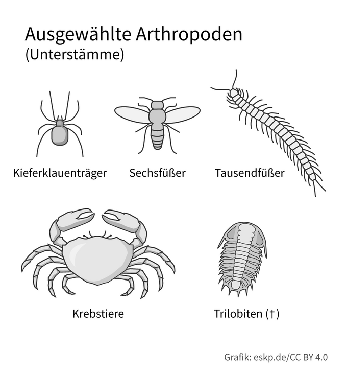 Übersichtsgrafik Arthropoden