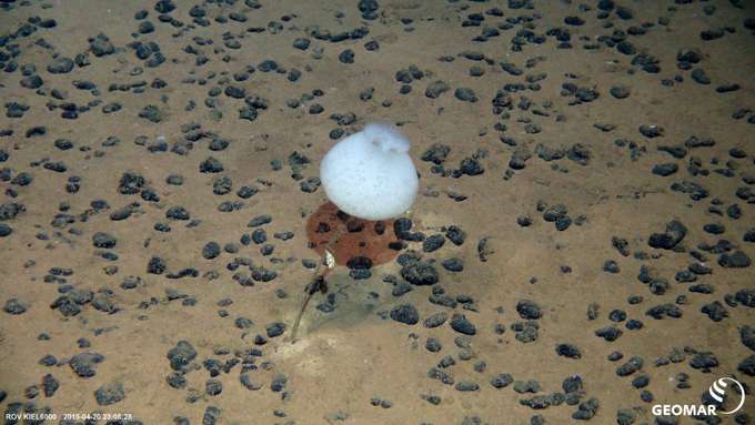 Rohstoffe Tiefsee Unterwasseraufnahme Gestielter Schwamm Seepocke Geomar