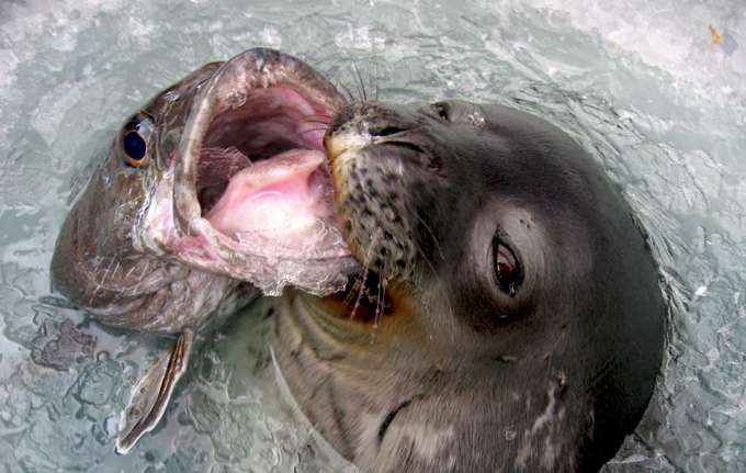 Abbildung 2: Weddellrobbe mit gefangenem Antarktischen Seehecht (Foto von Jessica Meir)