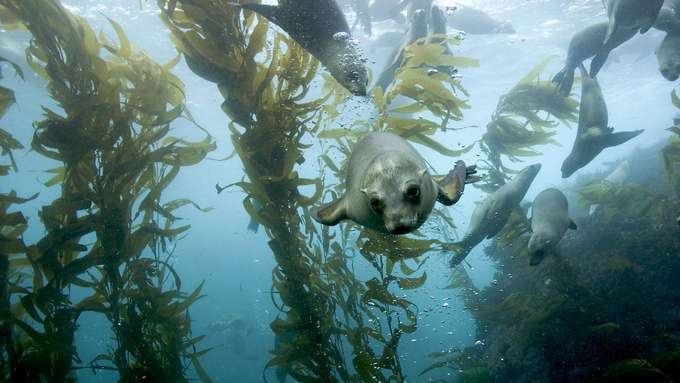 marine Biodiversität Kelbwald Unterwasseraufnahme Pflanzen Seehunde